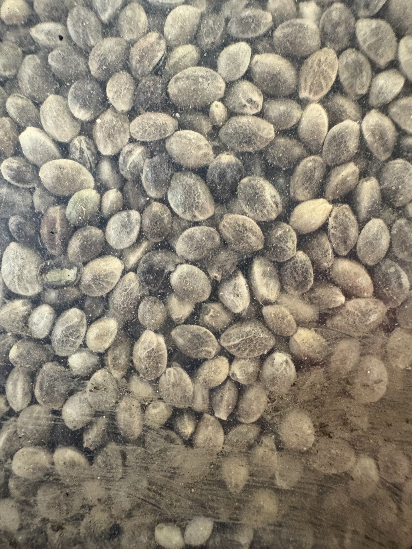 Hempseed 15kg