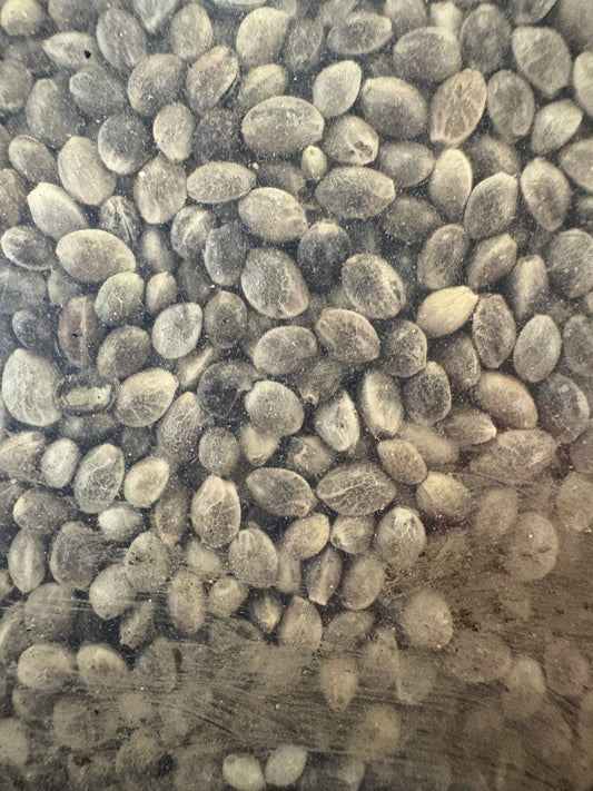 Hempseed Original Bag 25kg